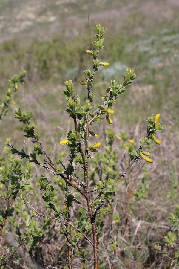 Caragana frutex — search result for 'Mongolia'