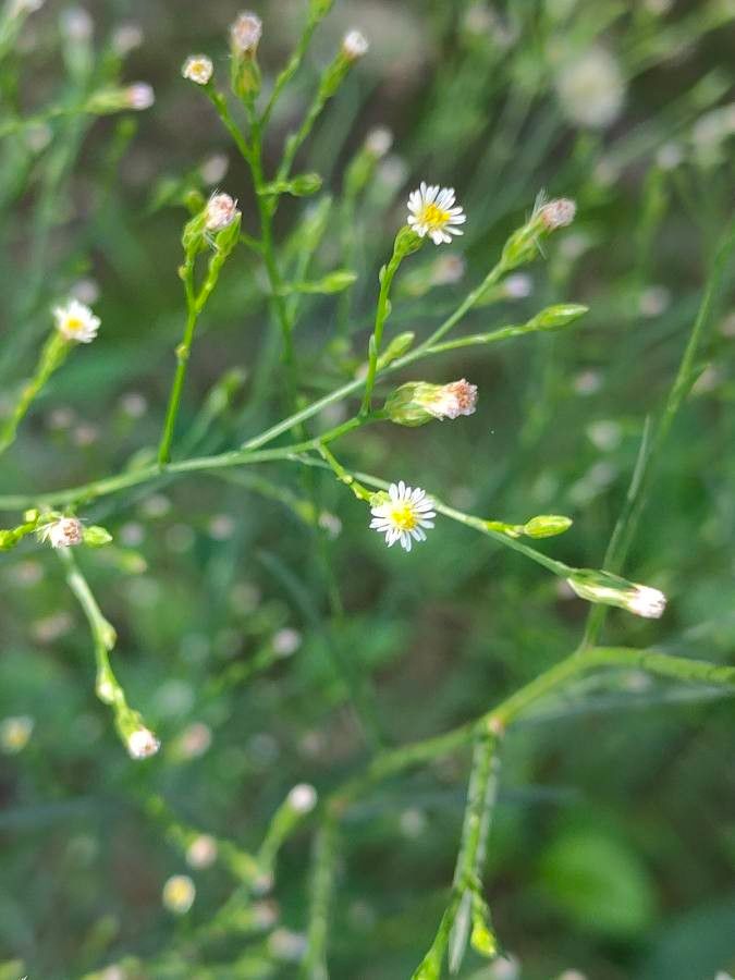 Aster squamatus flower