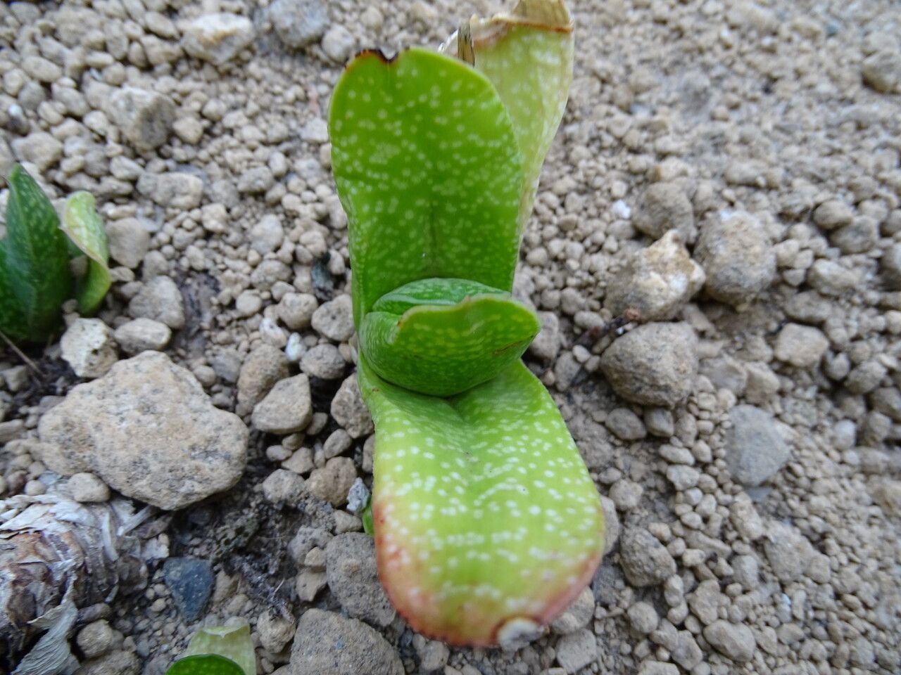 Gasteria brachyphylla