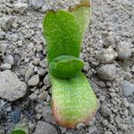 Gasteria brachyphylla