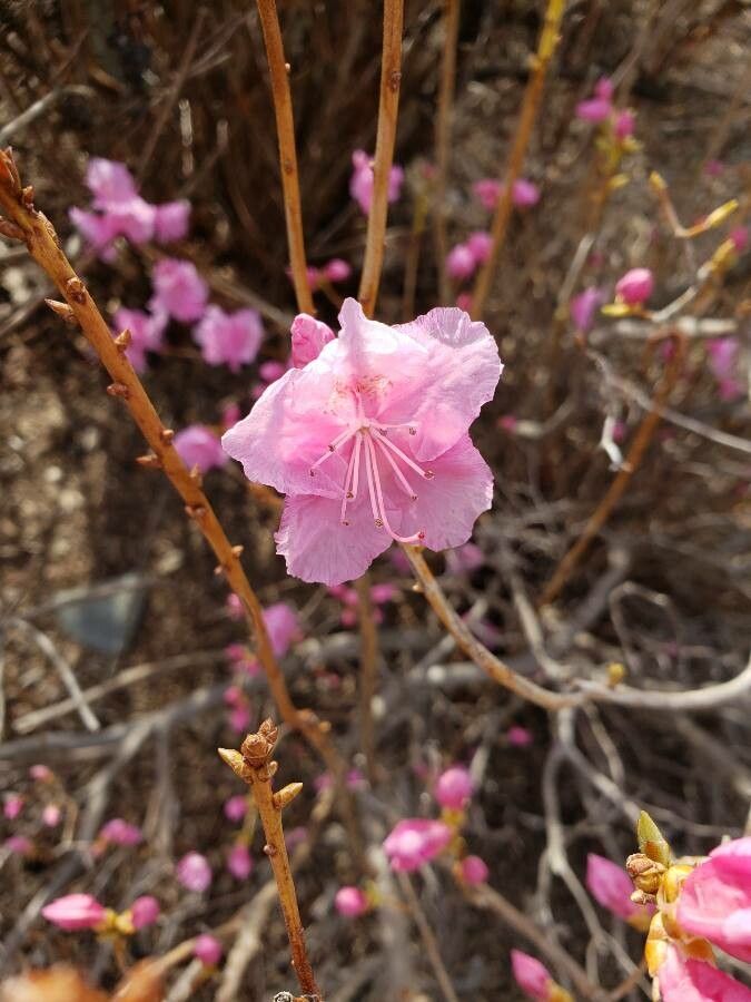 Rhododendron mucronulatum flower