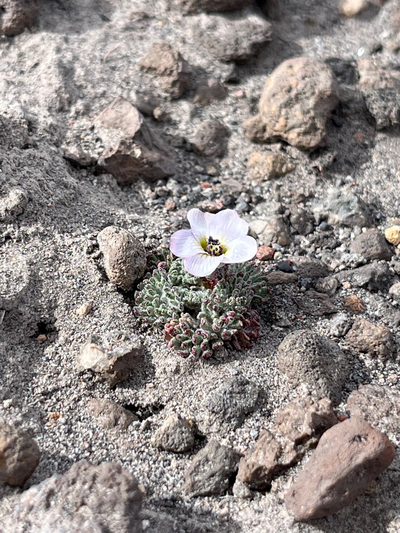 Nototriche pellicea — related species from the same genus