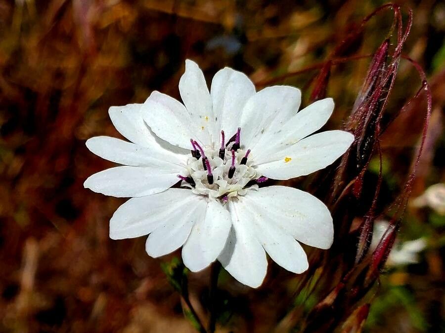 Blepharipappus scaber — houseplant care guide