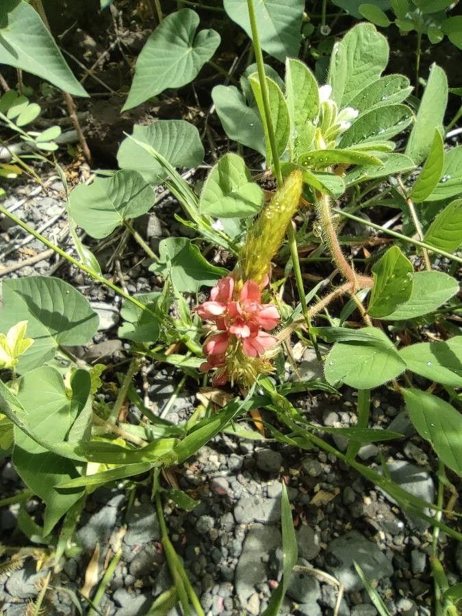 Indigofera hirsuta flower