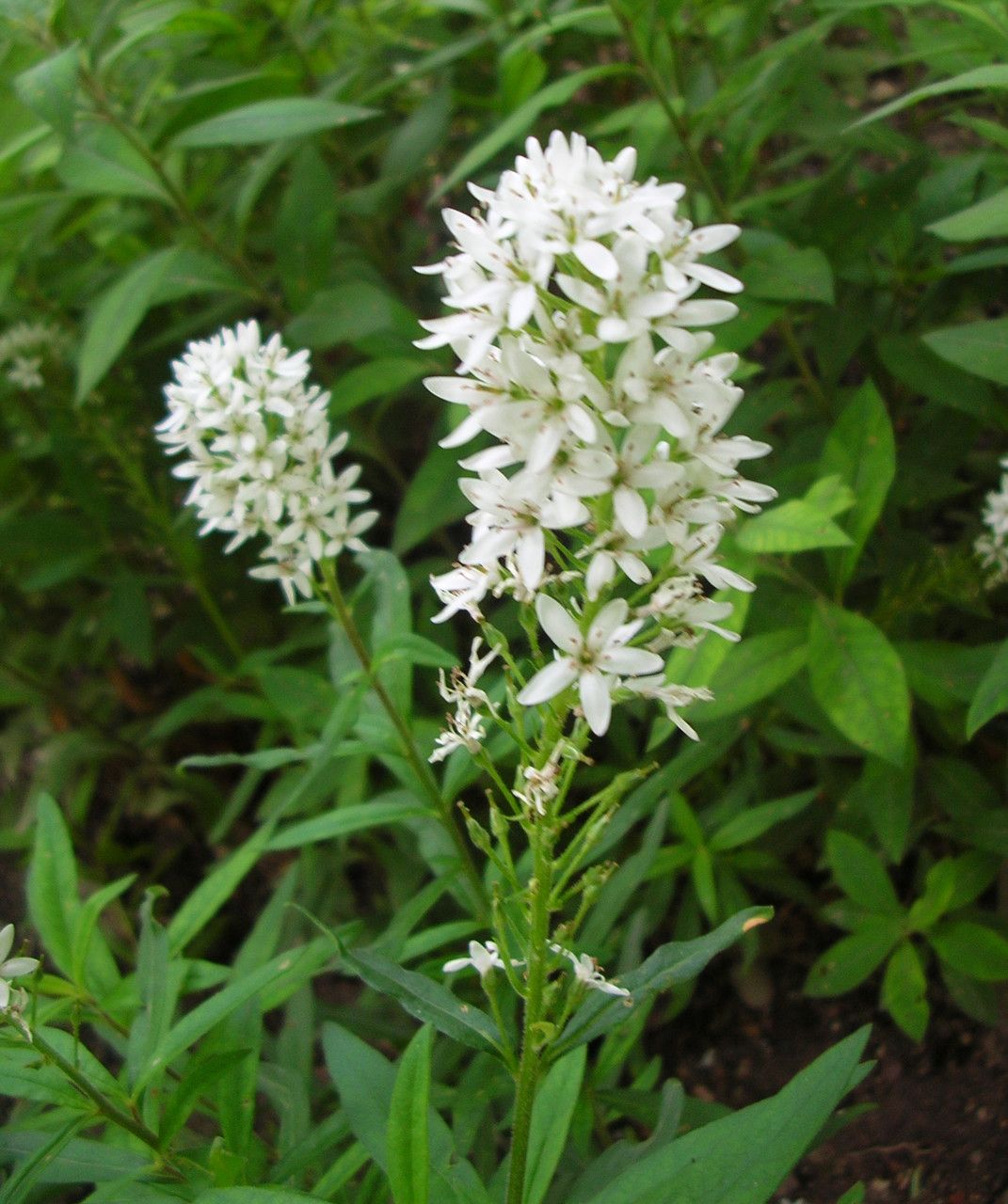 Lysimachia barystachys flower