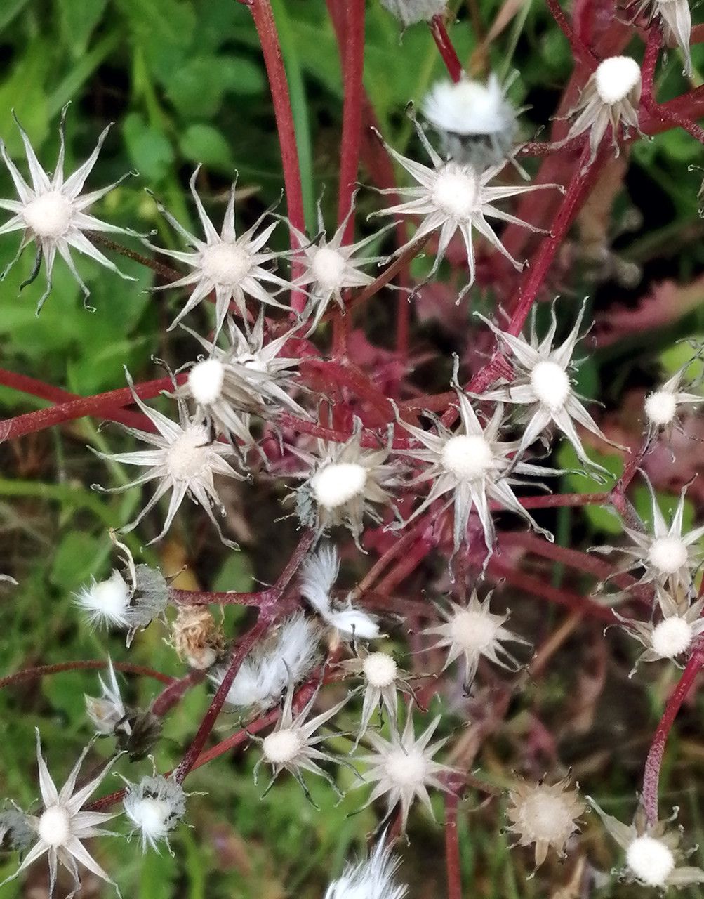 Sonchus palustris fruit
