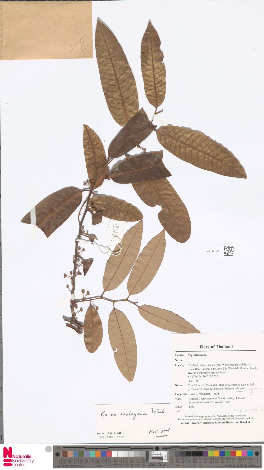 Knema malayana — houseplant care guide