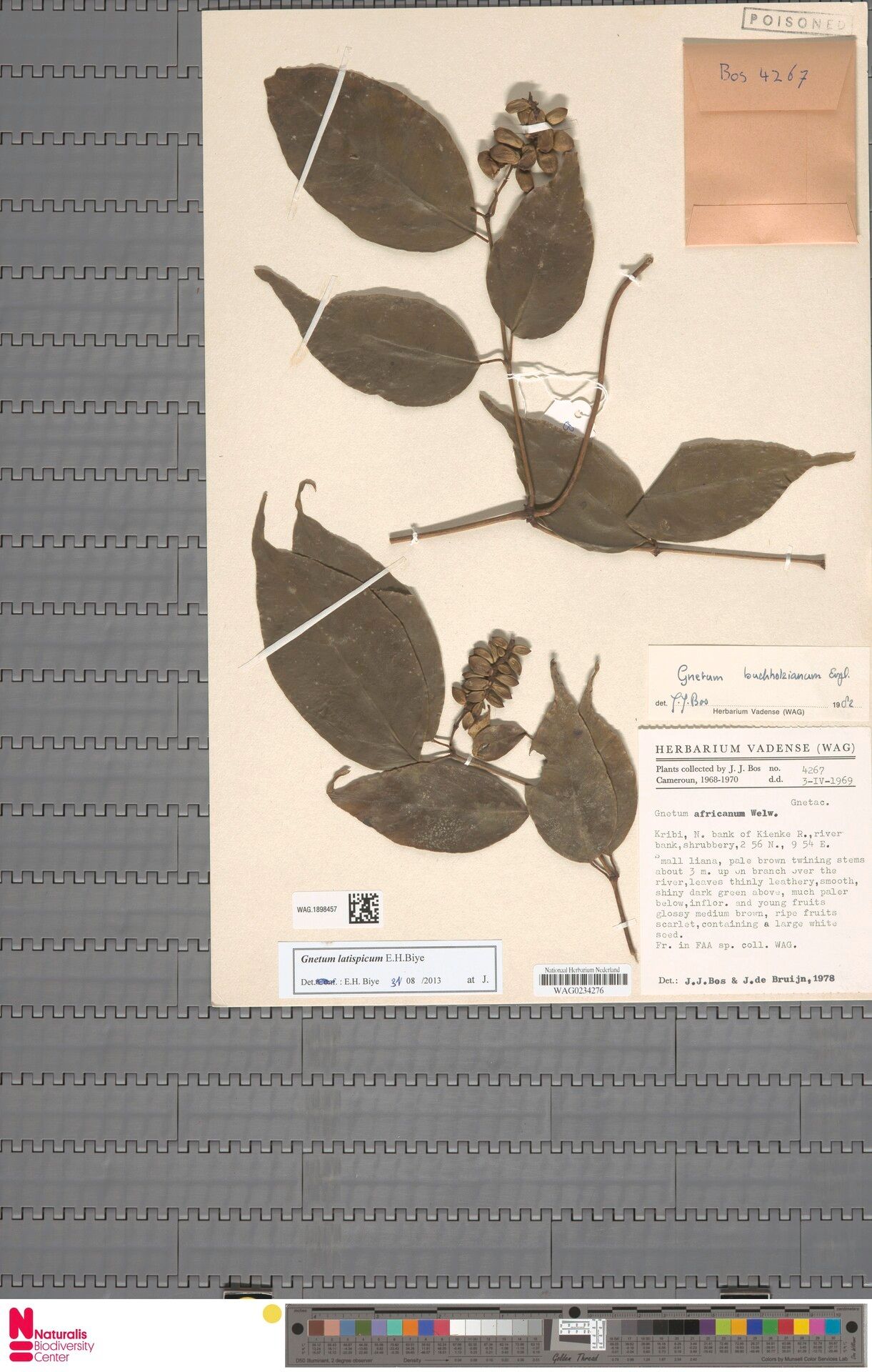 Gnetum latispicum — houseplant care guide