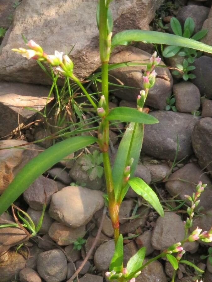Persicaria minor