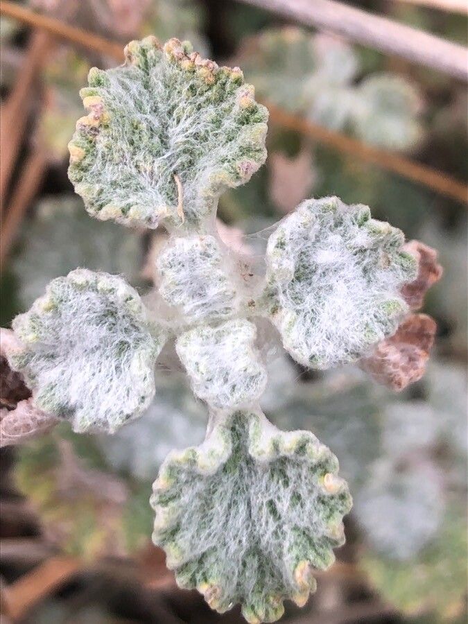 Pseudodictamnus hirsutus — related species from the same genus