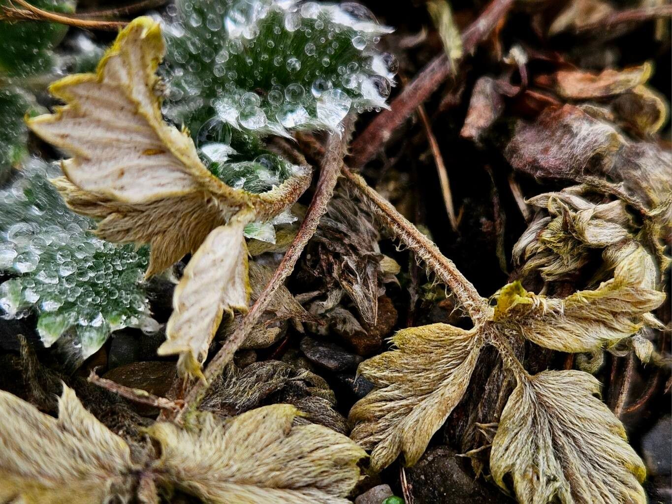 Potentilla pulvinaris bark