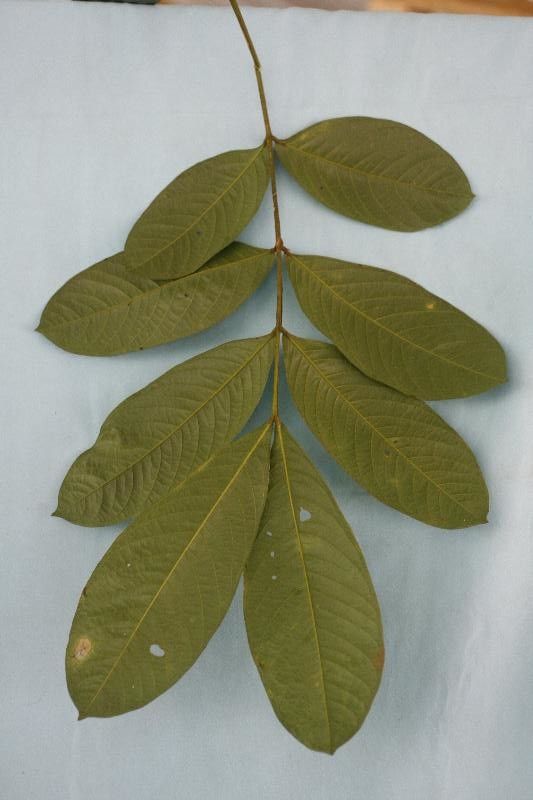 Inga melinonis leaf