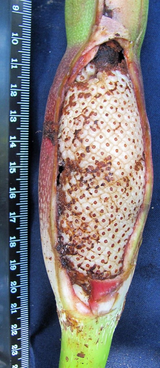 Philodendron dodsonii other