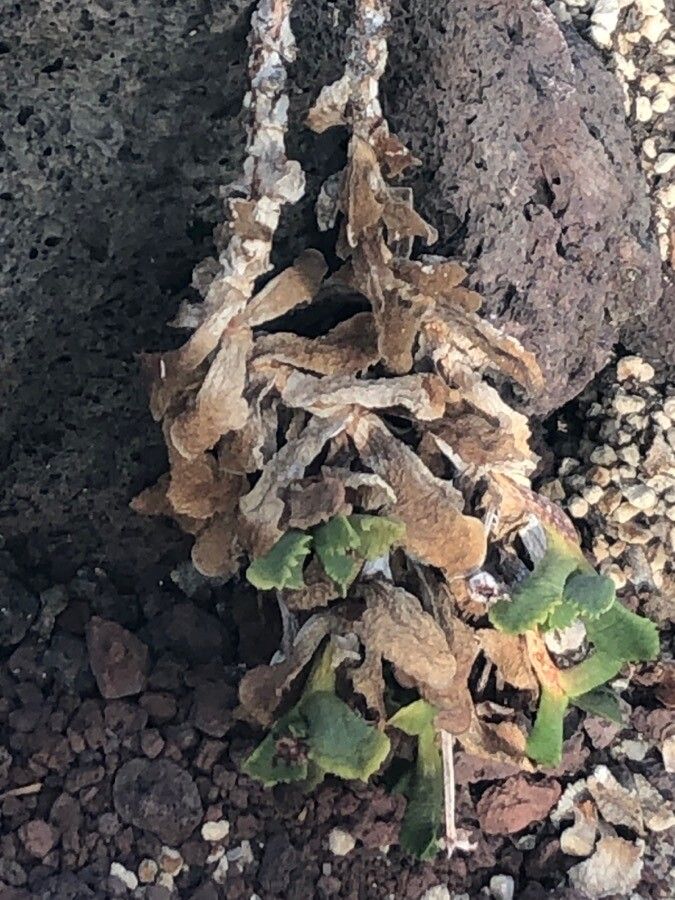 Carruanthus ringens leaf