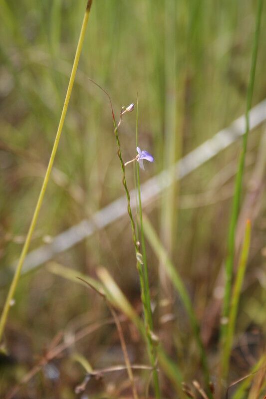 Utricularia foveolata habit