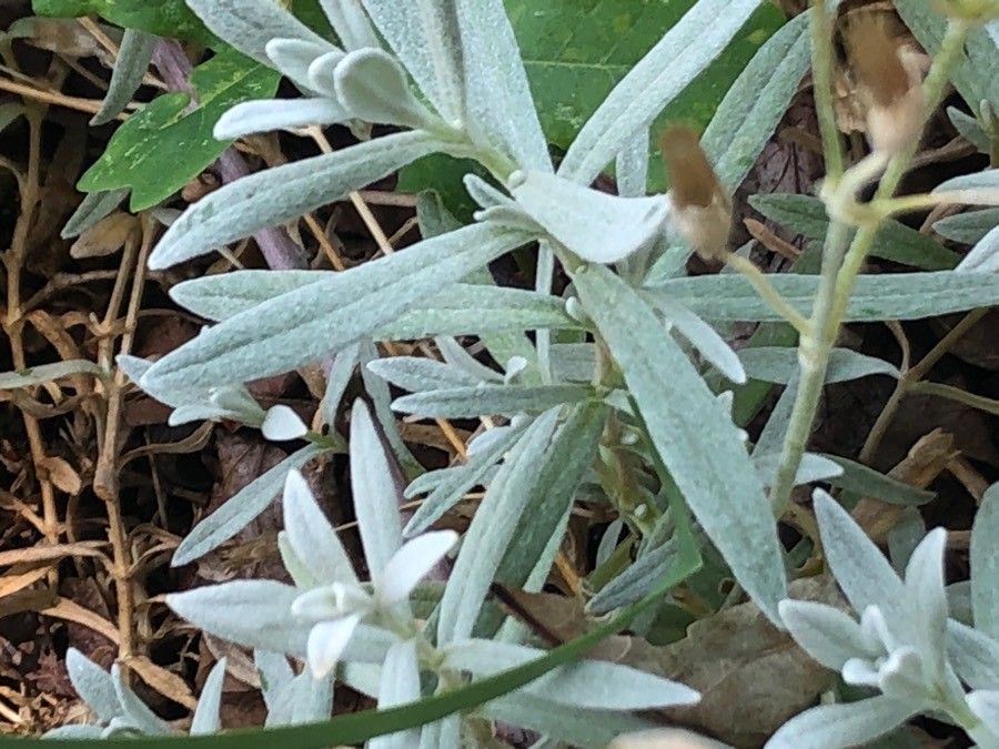 Cerastium biebersteinii — search result for 'Cerastium'