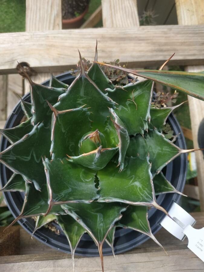 Agave montana — houseplant care guide