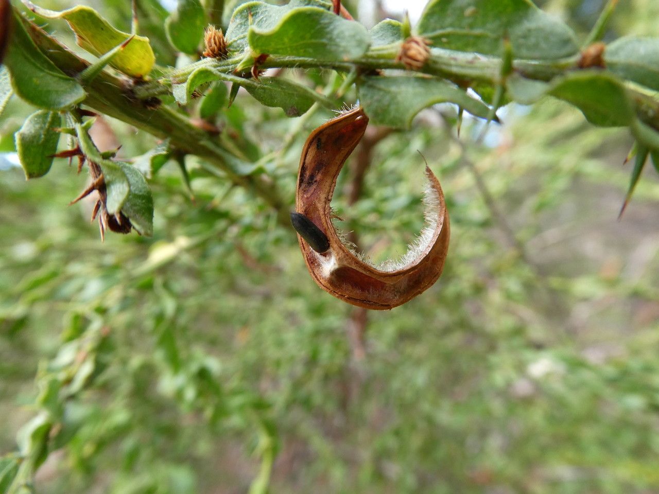 Acacia paradoxa fruit