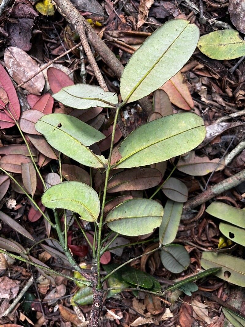 Quassia gabonensis — related species from the same genus