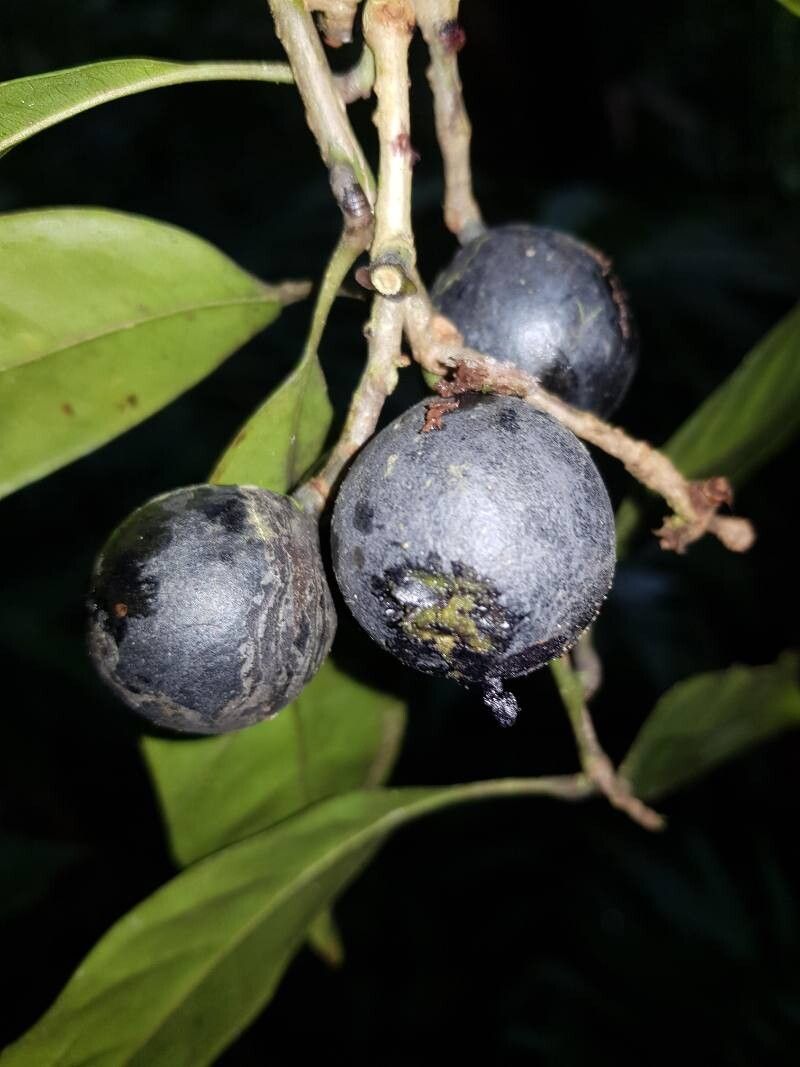 Meliosma grandiflora fruit