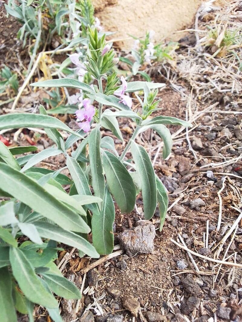 Hypoestes forskaolii flower