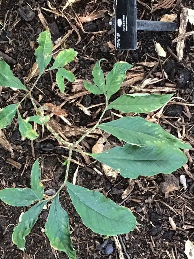 Arisaema serratum — search result for 'Arum'