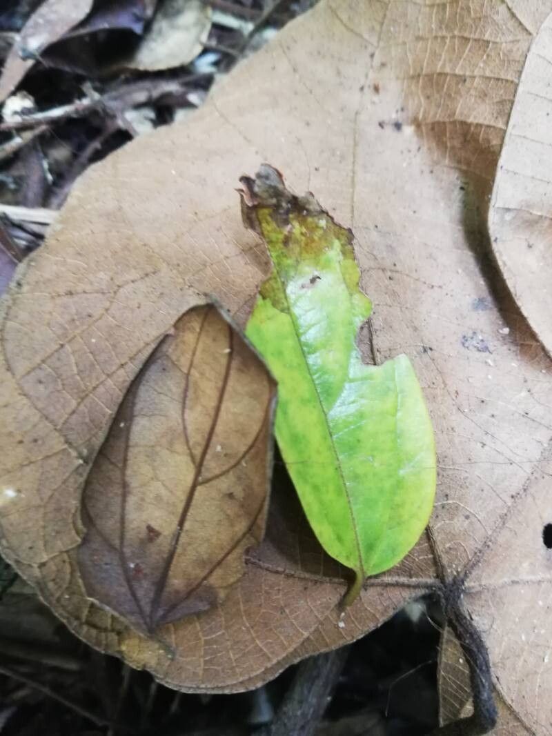Celtis adolfi-friderici leaf