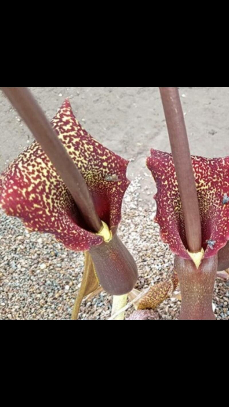 Sauromatum venosum flower