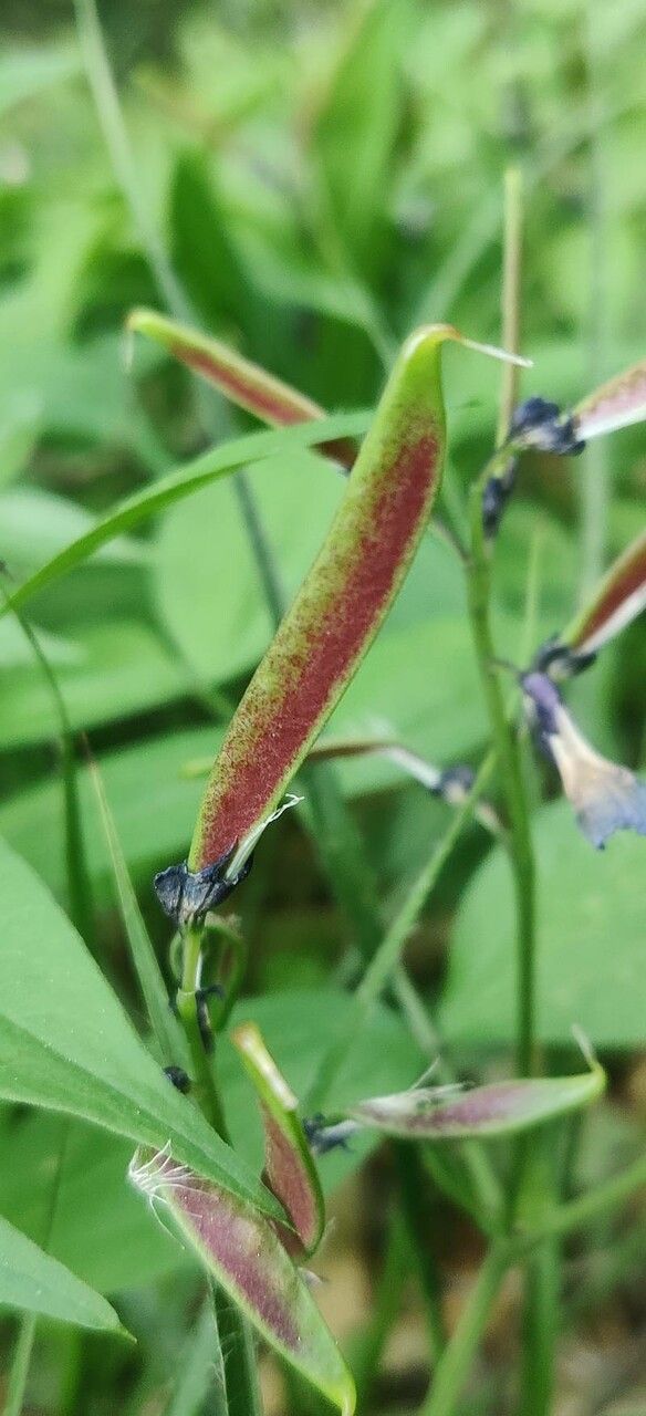 Lathyrus vernus fruit