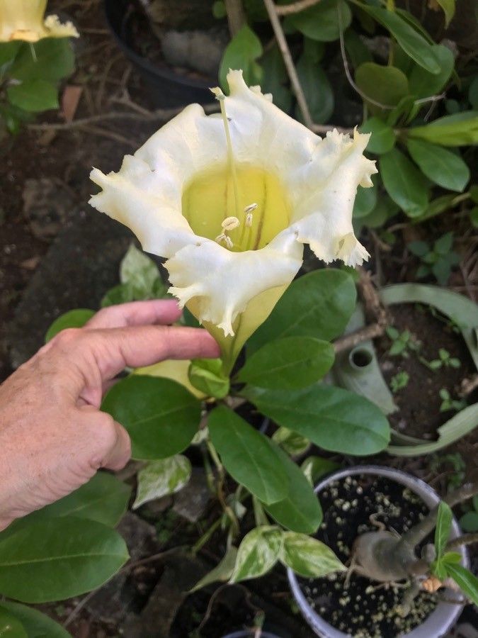 Solandra maxima flower