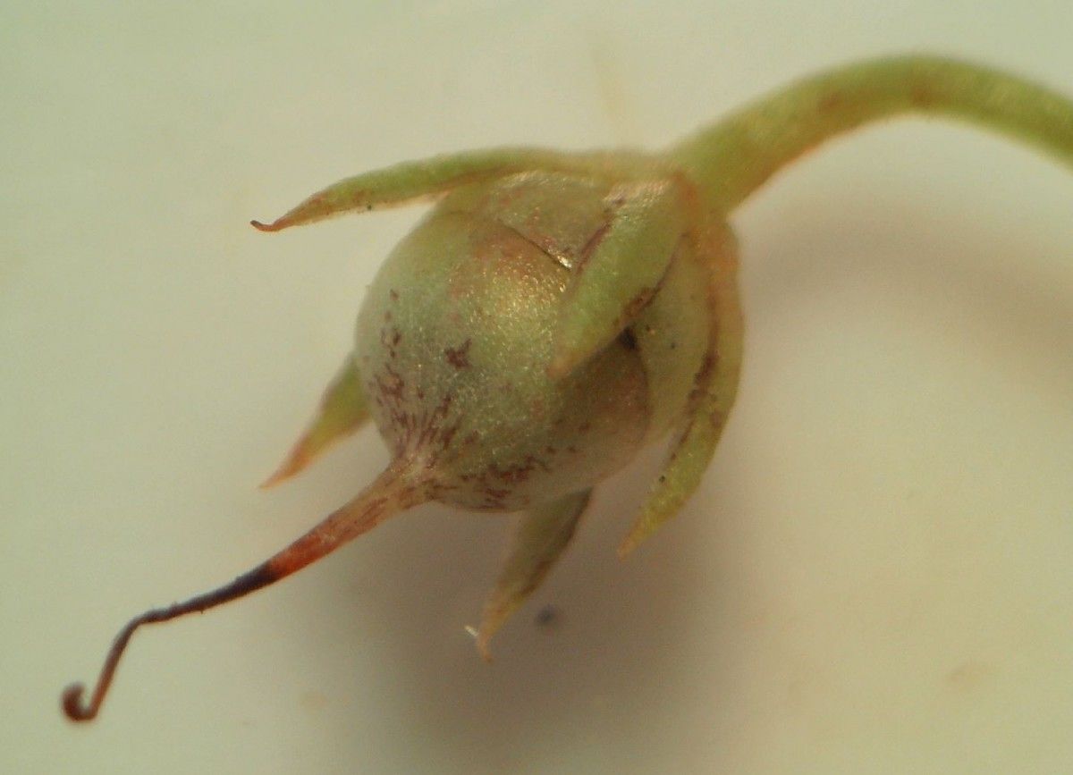 Lysimachia tenella fruit