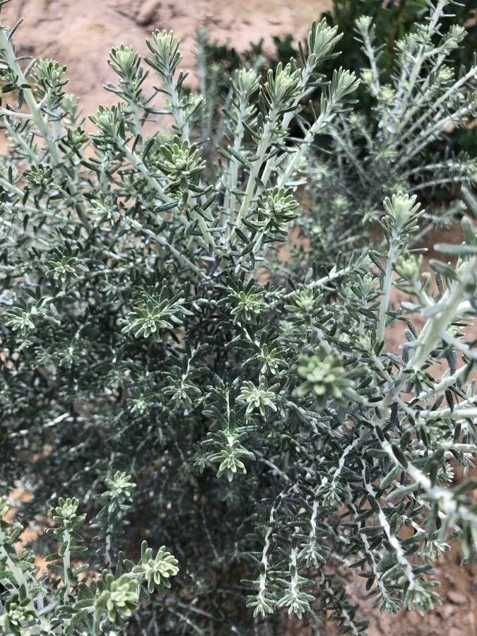 Ozothamnus ramosus — houseplant care guide