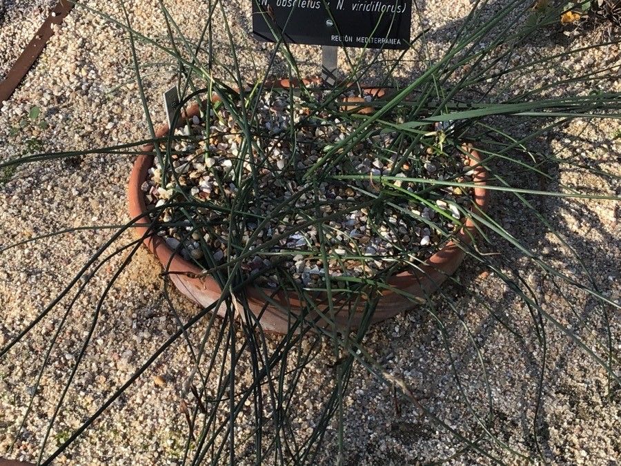 Narcissus × alleniae leaf