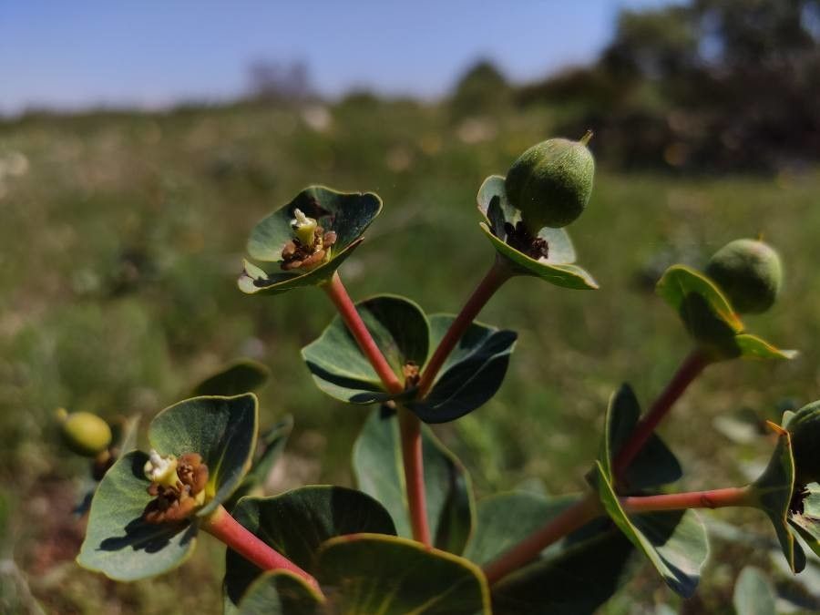 Euphorbia isatidifolia leaf