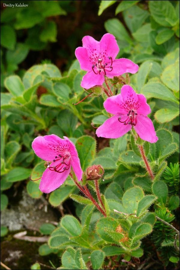 Rhododendron redowskianum — search result for 'Azalea'