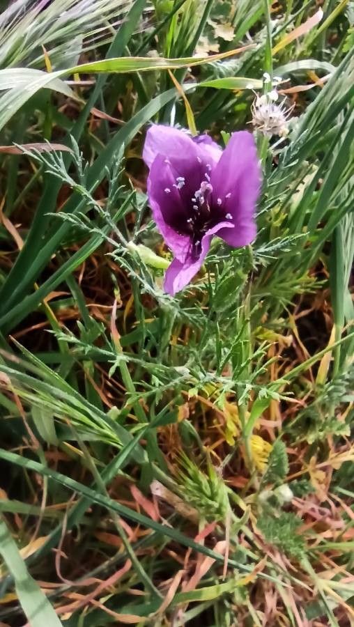 Roemeria hybrida — related species from the same genus