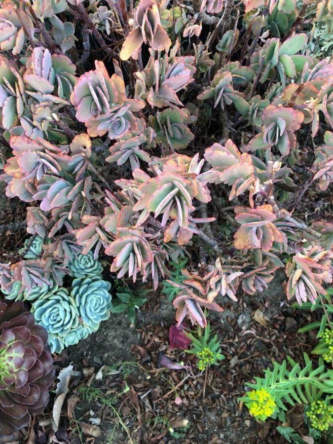 Kalanchoe fedtschenkoi