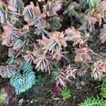 Kalanchoe fedtschenkoi