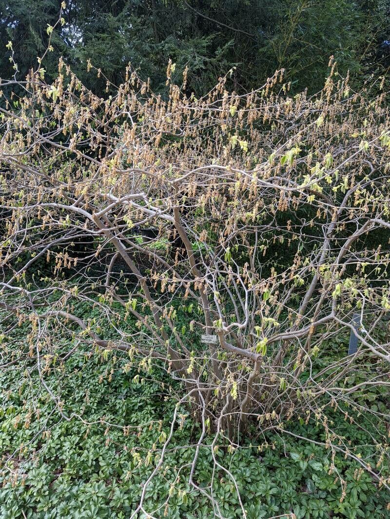 Corylopsis platypetala habit