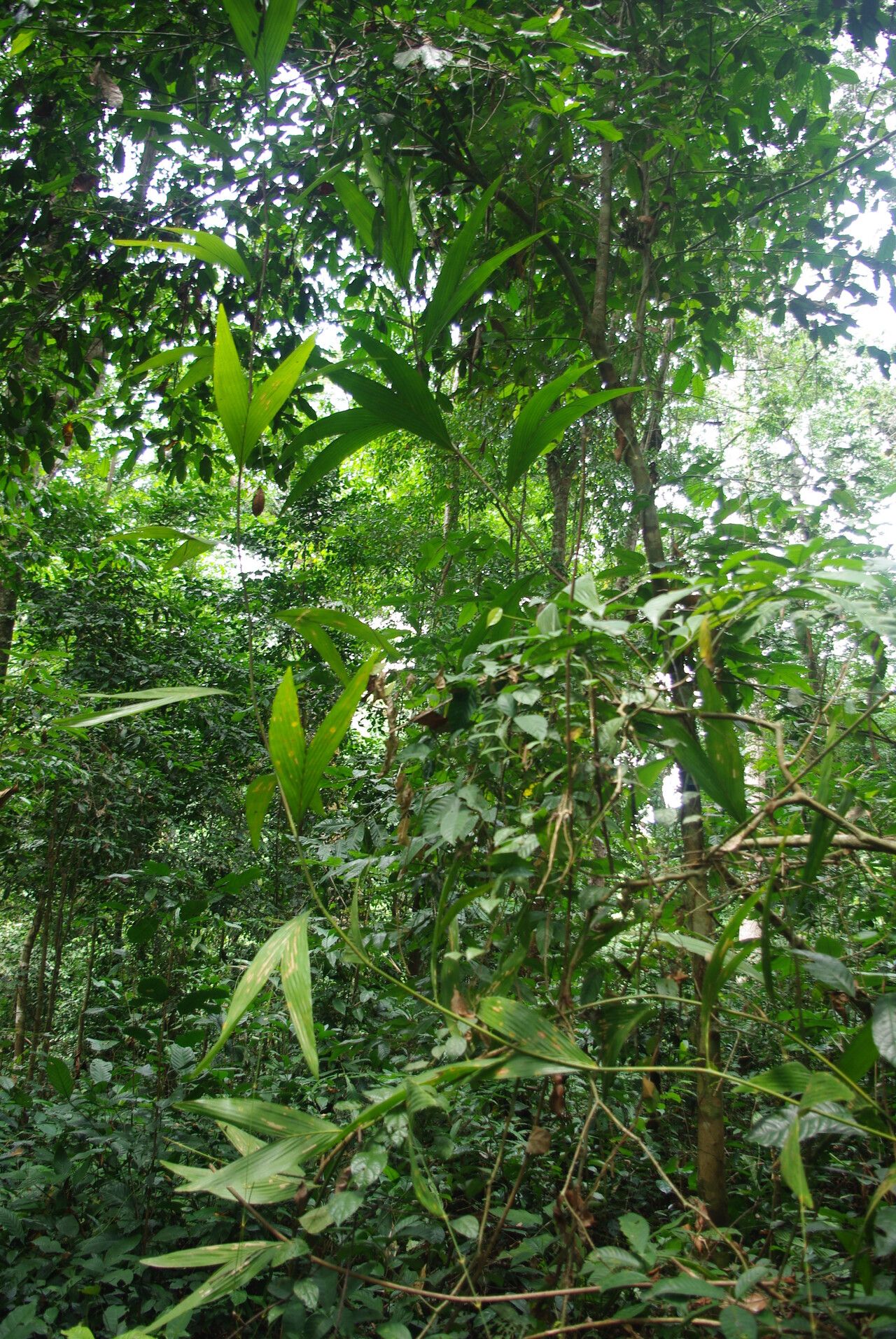 Eremospatha macrocarpa habit