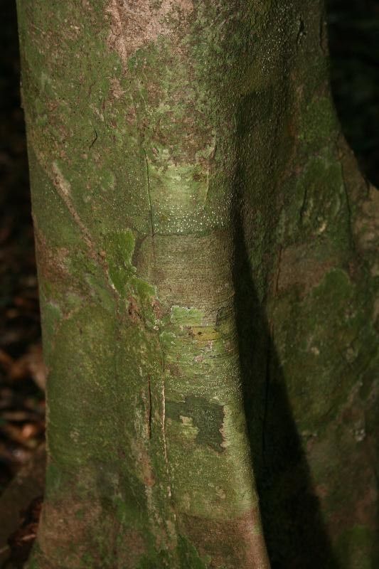 Protium decandrum — houseplant care guide