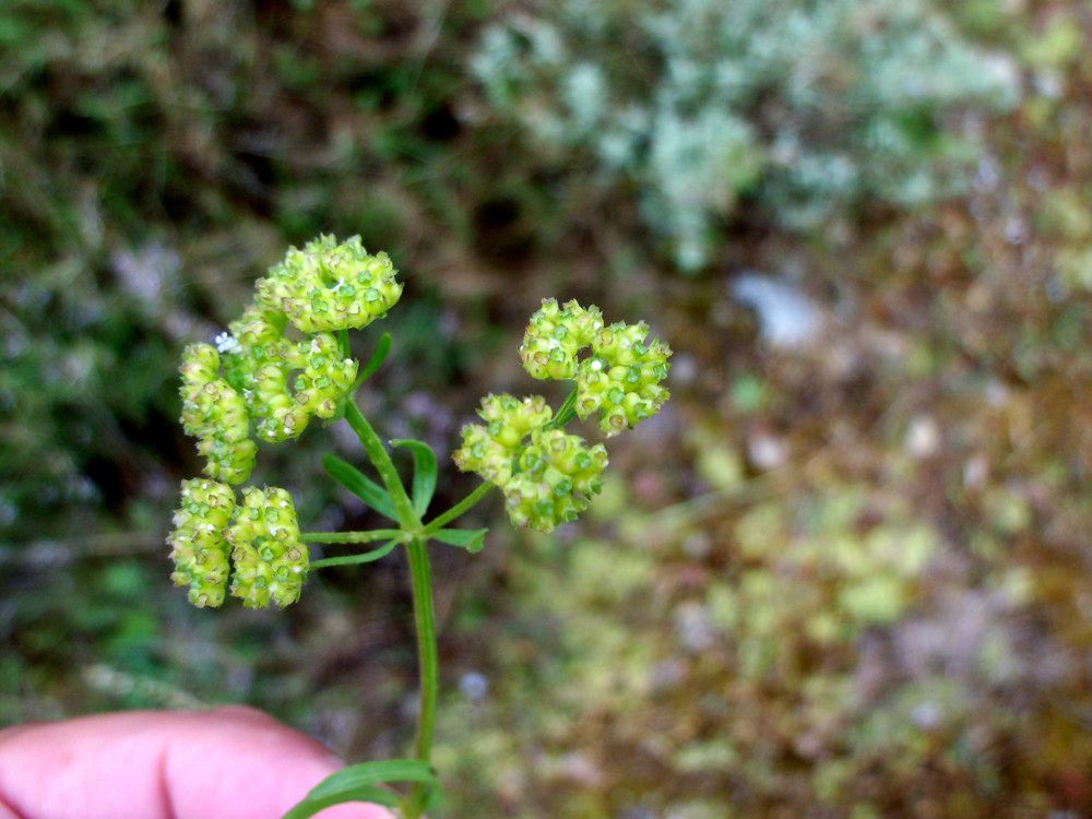 Valeriana eriocarpa fruit