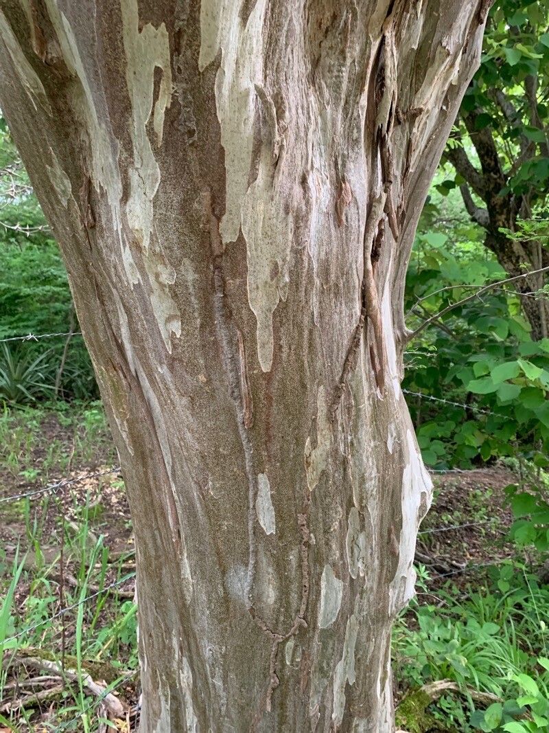 Chloroleucon mangense bark