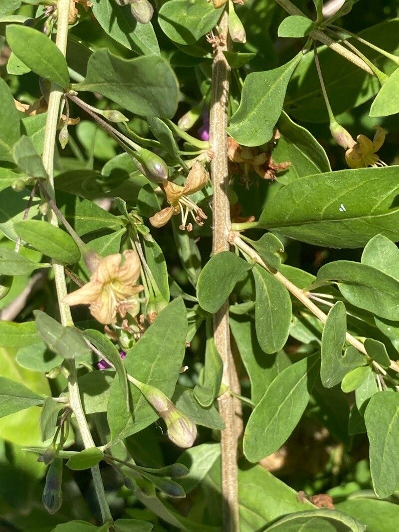 Lycium chinense leaf