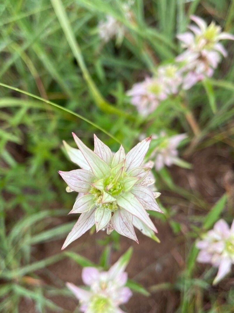 Monarda punctata flower