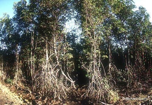 Rhizophora × selala — houseplant care guide