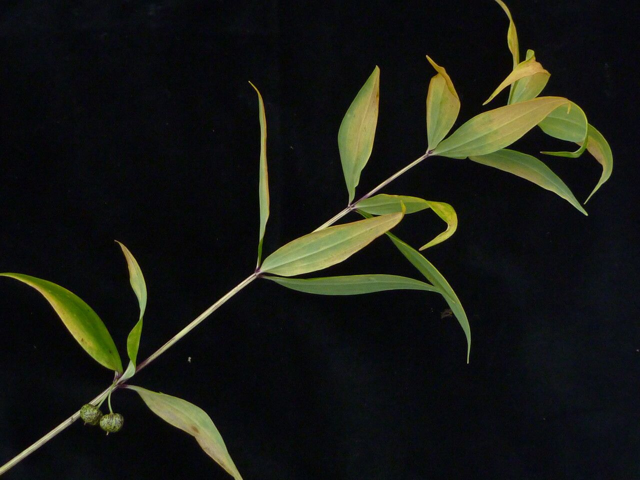 Polygonatum singalilense habit