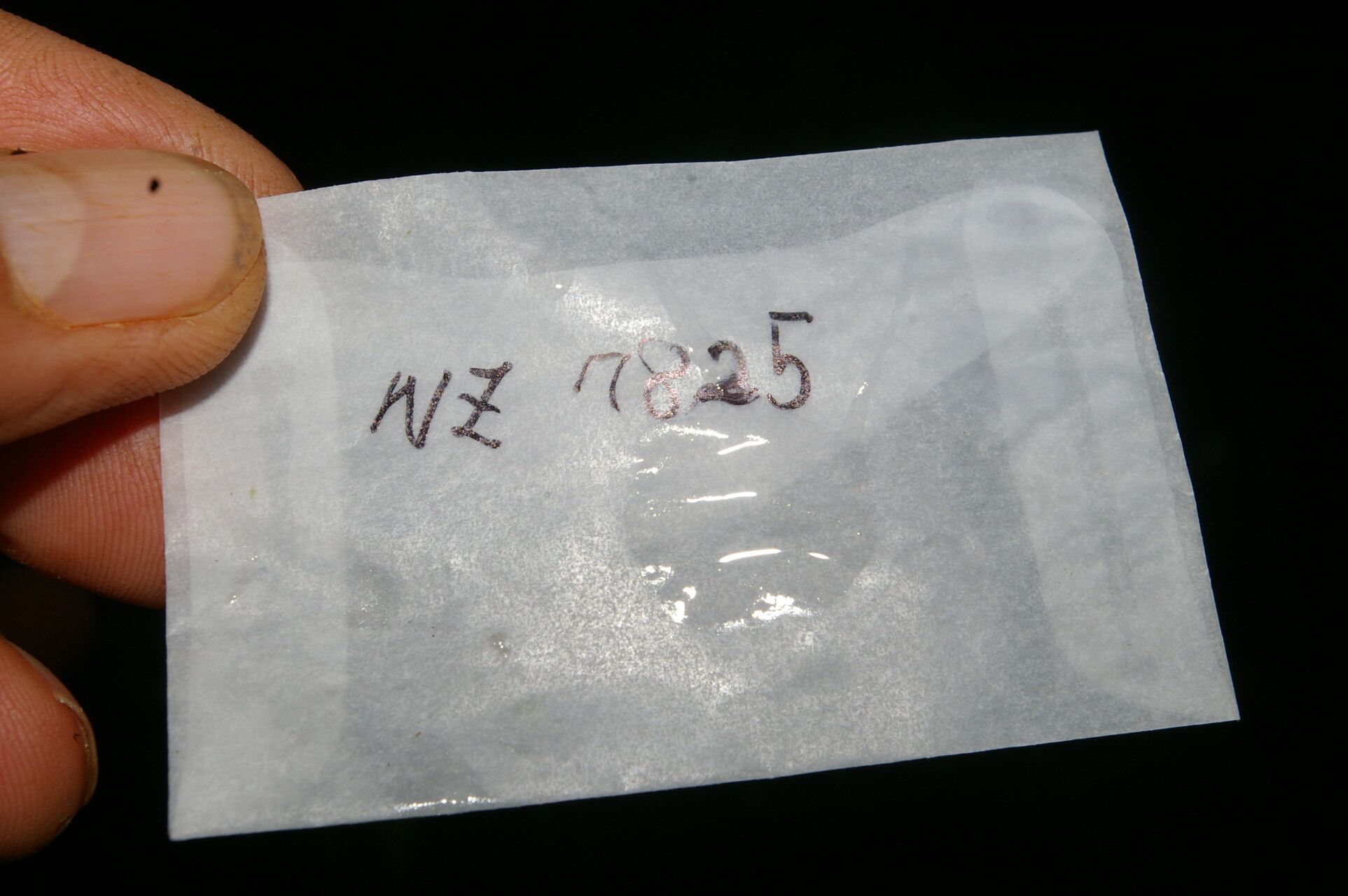 Piper subfuscum other