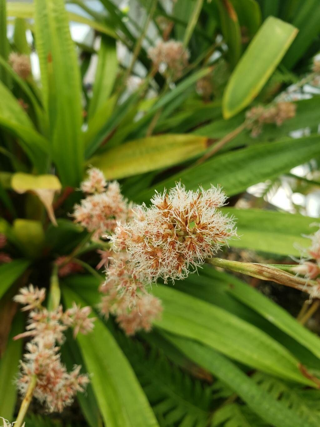 Carex scaposa flower