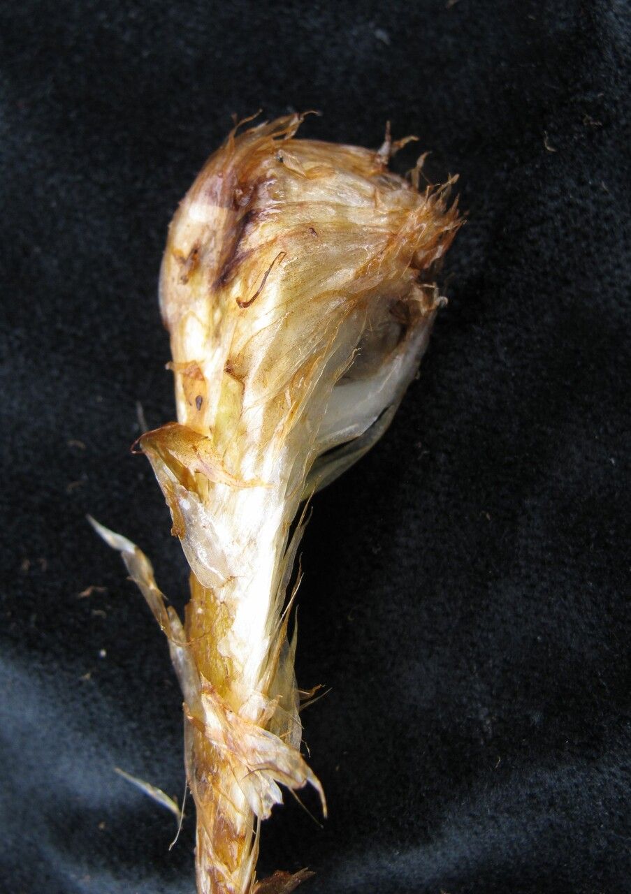 Athyrium wallichianum fruit